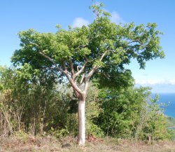 Gomier Tree